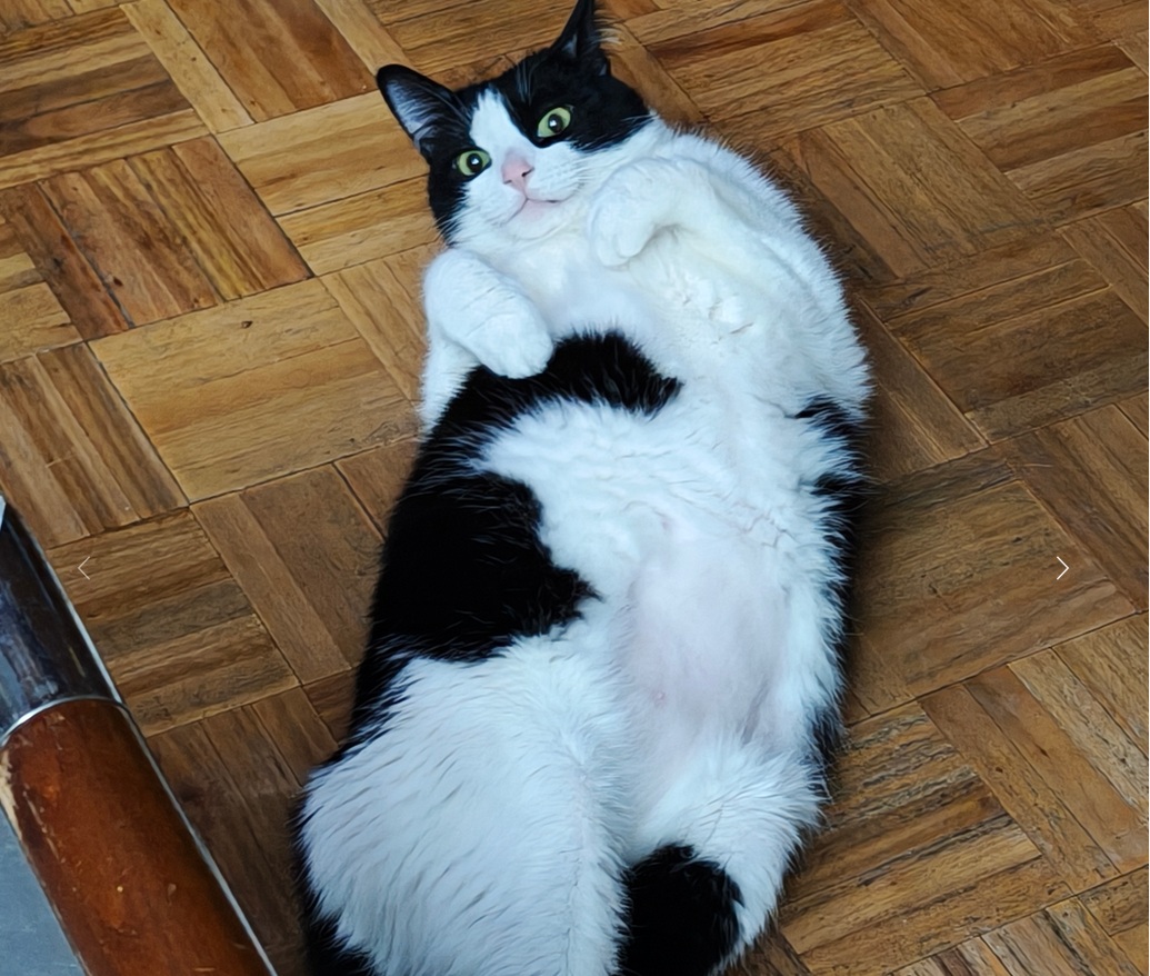 Mi gato Geralt